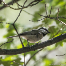 Mountain Chickadee-01