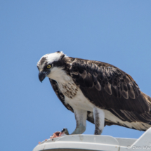 Osprey Eating A Fish-02