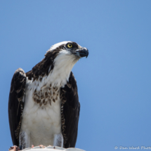 Osprey Eating A Fish-04