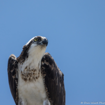 Osprey Up Close-01