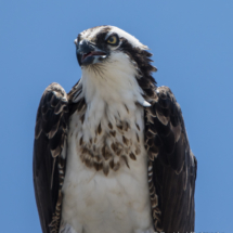 Osprey Up Close-02