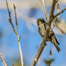 Pine Siskin-01