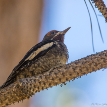 Red-breasted Sapsucker-01