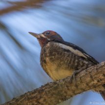 Red-breasted Sapsucker-02