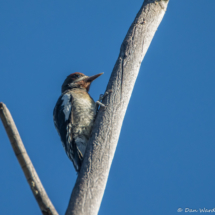 Red-breasted Sapsucker-04