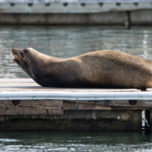 SEa Lion-01
