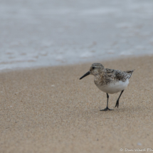 Sanderling-01