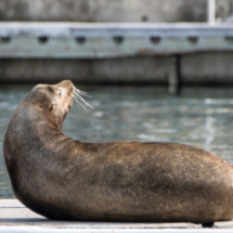 Sea Lion-02
