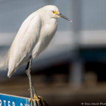 Snowy Egret-01