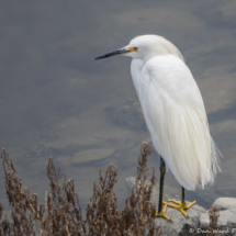 Snowy Egret-01