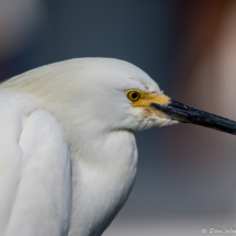 Snowy Egret-02