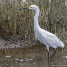 Snowy Egret-02