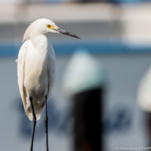 Snowy Egret-03