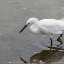 Snowy Egret-03