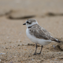 Snowy Plover-01