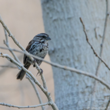 Song Sparrow-Juvenile-01