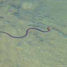 Spotted Garter Snake-01