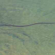 Spotted Garter Snake-02