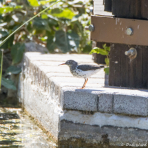 Spotted Sandpiper-01