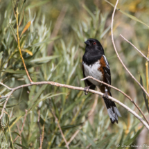 Spotted Towhee-01