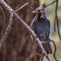 Steller's Jay-01