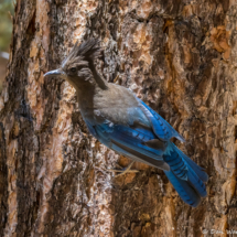 Steller's Jay-02