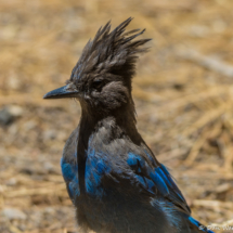 Steller's Jay-03