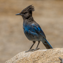 Steller's Jay-04