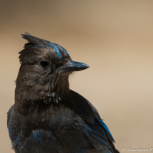 Steller's Jay-05