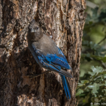 Steller's Jay-06