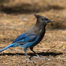 Steller's Jay-07