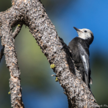 White-headed Woodpecker-01