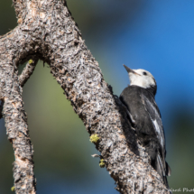 White-headed Woodpecker-02