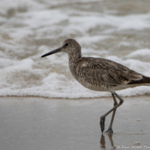 Willet-01