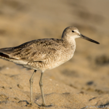 Willet-03