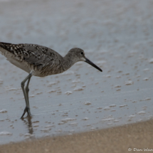 Willet-04