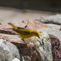 Yellow Warbler-01