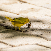 Yellow Warbler-02