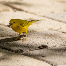 Yellow Warbler-03