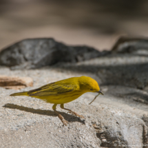 Yellow Warbler-04