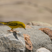 Yellow Warbler-05