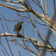 Yellow-breasted Chat-01