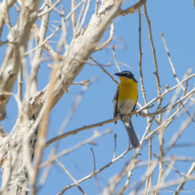 Yellow-breasted Chat-02