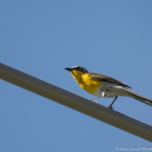 Yellow-breasted Chat-03