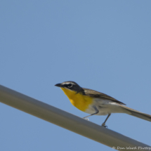 Yellow-breasted Chat-04