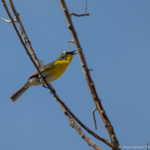 Yellow-breasted Chat-06