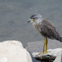 Yellow-crowned Night-Heron-01