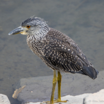 Yellow-crowned Night-Heron-02