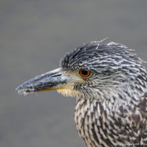 Yellow-crowned Night-Heron-03