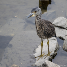 Yellow-crowned Night-Heron-04